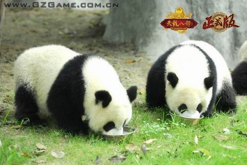 国宝大熊猫成《天龙八部》正式版代言人 业界
